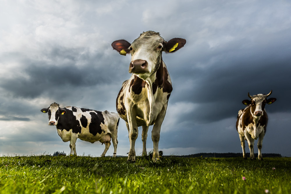 4. Platz Conny Kleiner